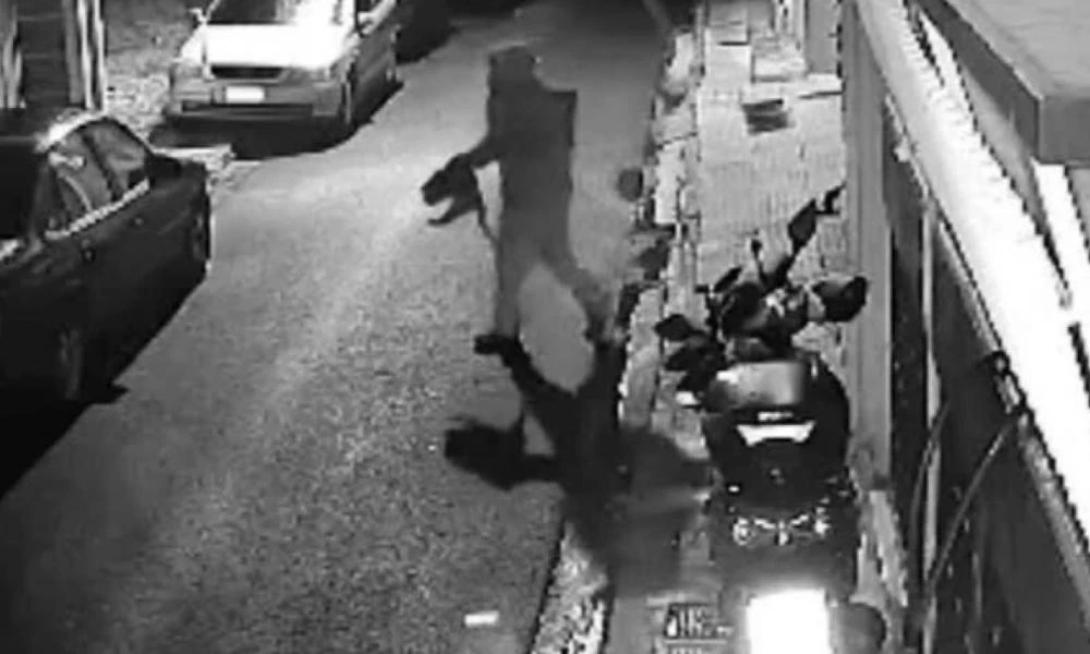 Βοτανικός: «Καμία συγγνώμη από τον 33χρονο που βασάνιζε γάτες»